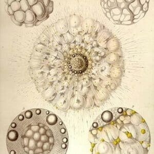 Thalassicolla Pelagica by Ernst Haeckel - Art Print