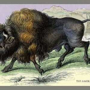 The American Bison by John Stewart - Art Print