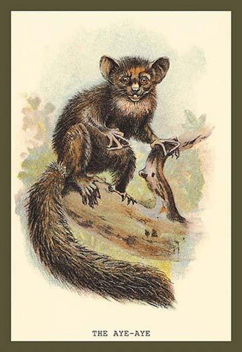 The Aye-Aye by Sir William Jardine - Art Print