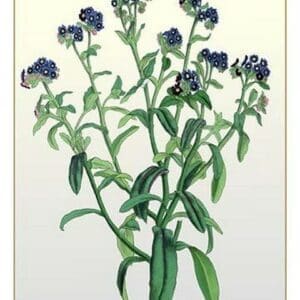 The Azorean Forget-Me-Not - Art Print