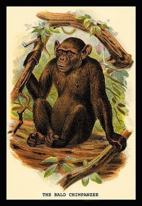 The Bald Chimpanzee by G.R. Waterhouse - Art Print