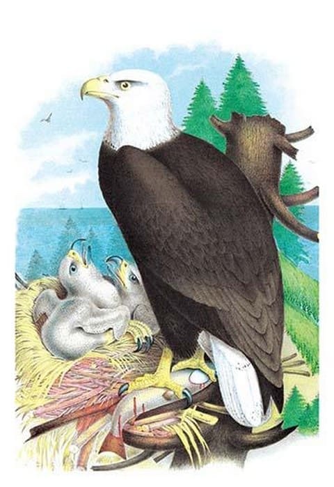 The Bald Eagle (White-Headed Eagle) by Theodore Jasper - Art Print