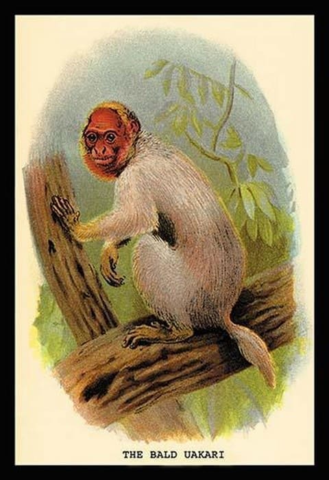 The Bald Uakari by G.R. Waterhouse - Art Print