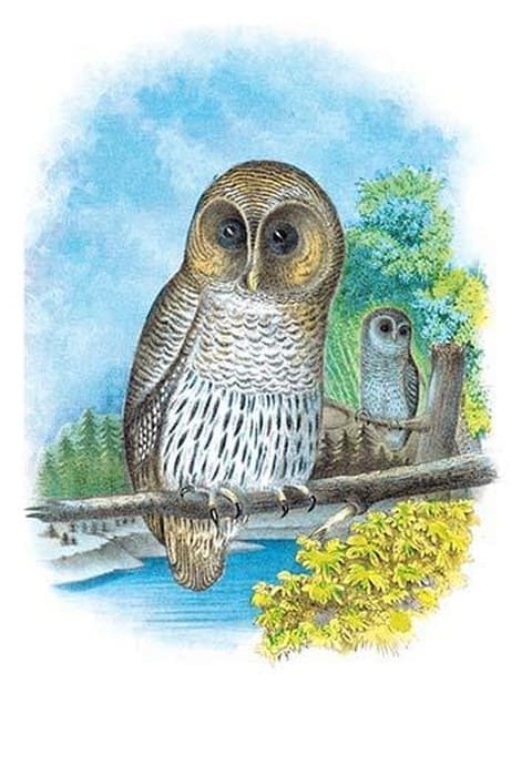 The Barred Owl by Theodore Jasper - Art Print