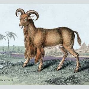 The Bearded Argali by John Stewart - Art Print