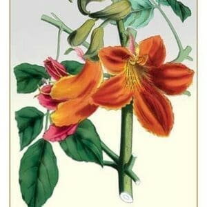 The Bell-Flowered Spathodea - Art Print