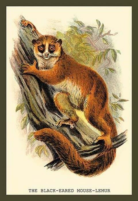 The Black-Eared Mouse Lemur by Sir William Jardine - Art Print