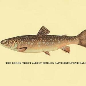 The Brook Trout (Adult Female) by H.H. Leonard - Art Print