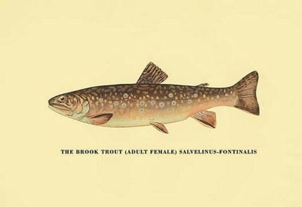 The Brook Trout (Adult Female) by H.H. Leonard - Art Print