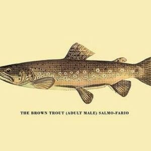 The Brown Trout by H.H. Leonard - Art Print