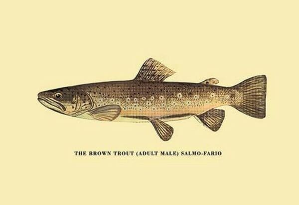 The Brown Trout by H.H. Leonard - Art Print