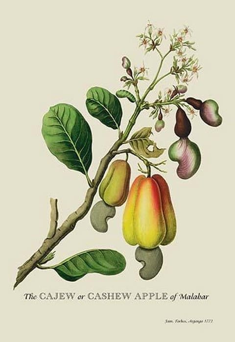 The Cajew or Cashew Apple of Malabar by J. Forbes - Art Print