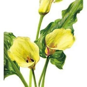 The Cambridge Calla by Henry George Moon - Art Print