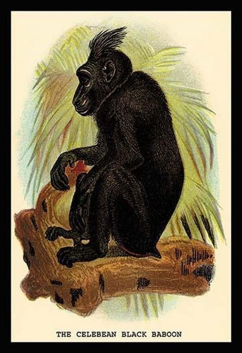 The Celebean Black Baboon by G.R. Waterhouse - Art Print