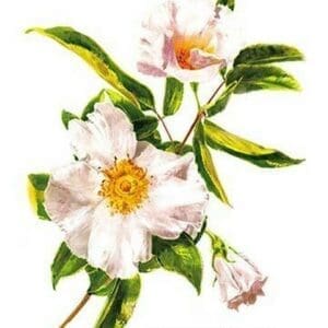 The Cherokee Rose (Rosa Laevicata) - Art Print