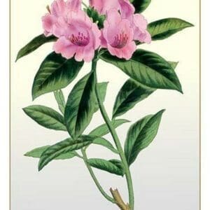 The Ciliated Rhododendron - Art Print