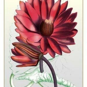 The Duke of Devonshire's Water Lily - Art Print