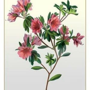 The Dwarf Crimson Chinese Azalea - Art Print