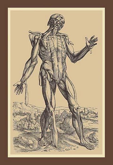 The Fifth Plate of the Muscles by Andreas Vesalius - Art Print