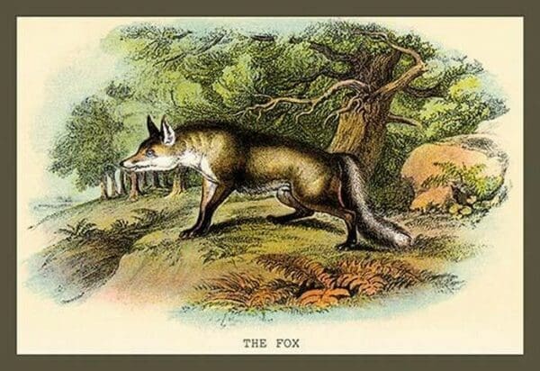 The Fox by Sir William Jardine - Art Print