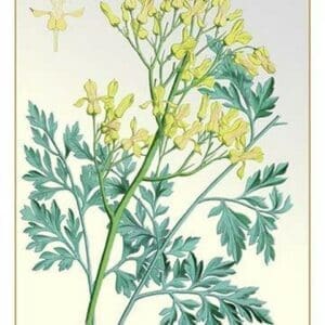 The Golden-Flowered Dielytra - Art Print