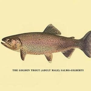 The Golden Trout by H.H. Leonard - Art Print