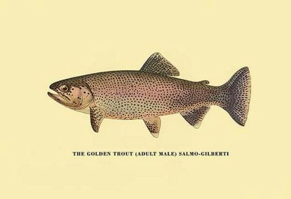 The Golden Trout by H.H. Leonard - Art Print