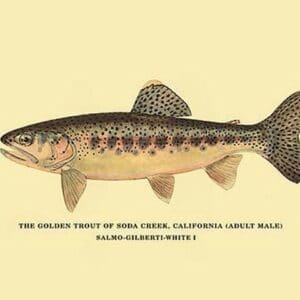 The Golden Trout of Soda Creek by H.H. Leonard - Art Print