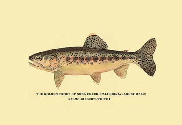 The Golden Trout of Soda Creek by H.H. Leonard - Art Print