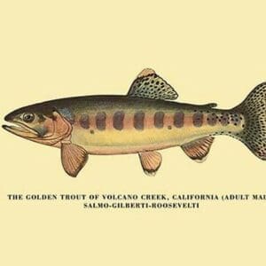 The Golden Trout of Volcano Creek by H.H. Leonard - Art Print