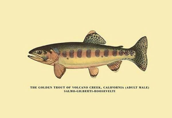 The Golden Trout of Volcano Creek by H.H. Leonard - Art Print