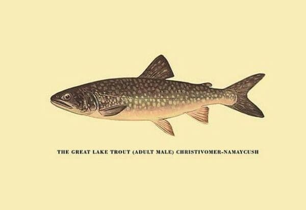 The Great Lake Trout by H.H. Leonard - Art Print