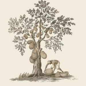 The Jac Tree by Baron de Montalemert - Art Print