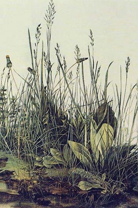 The Large piece of grass by Albrecht Durer - Art Print