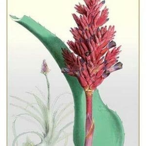 The Many-Spiked Billbergia - Art Print