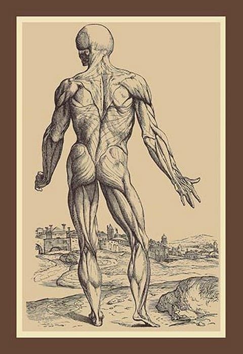 The Ninth Plate of the Muscles by Andreas Vesalius - Art Print