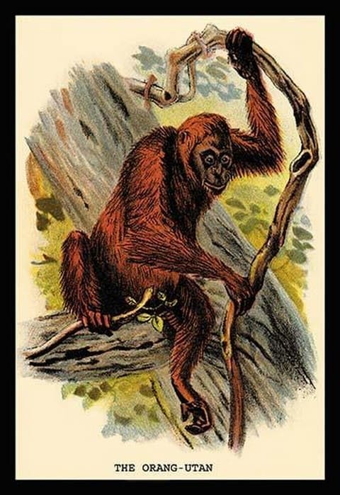 The Orang-utan by G.R. Waterhouse - Art Print