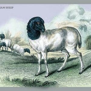 The Persian Sheep by John Stewart - Art Print