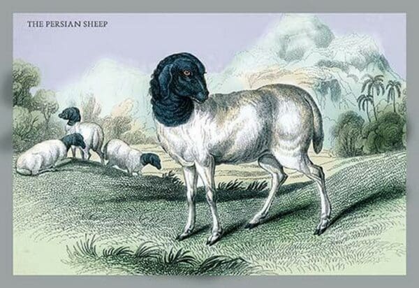 The Persian Sheep by John Stewart - Art Print