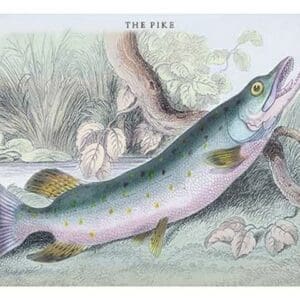 The Pike by Robert Hamilton - Art Print