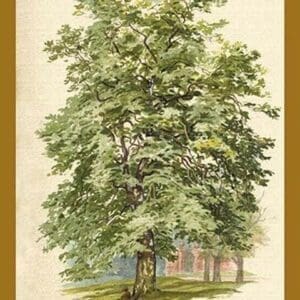 The Plane Tree by W.H.J. Boot - Art Print