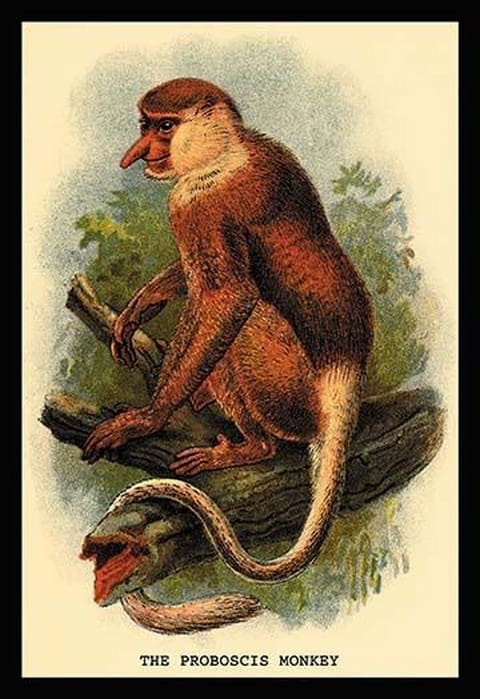 The Proboscis Monkey by G.R. Waterhouse - Art Print