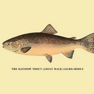 The Rainbow Trout by H.H. Leonard - Art Print