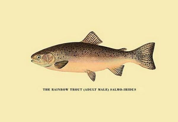 The Rainbow Trout by H.H. Leonard - Art Print