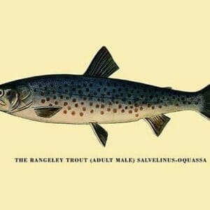 The Rangeley Trout by H.H. Leonard - Art Print