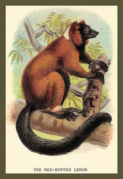 The Red-Ruffed Lemur by Sir William Jardine - Art Print