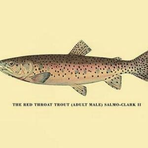 The Red Throat Trout by H.H. Leonard - Art Print