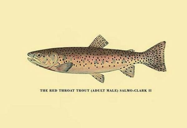 The Red Throat Trout by H.H. Leonard - Art Print