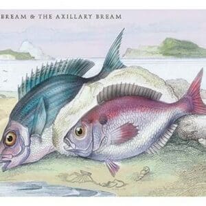 The Sea Bream and the Axillary Bream by Robert Hamilton - Art Print