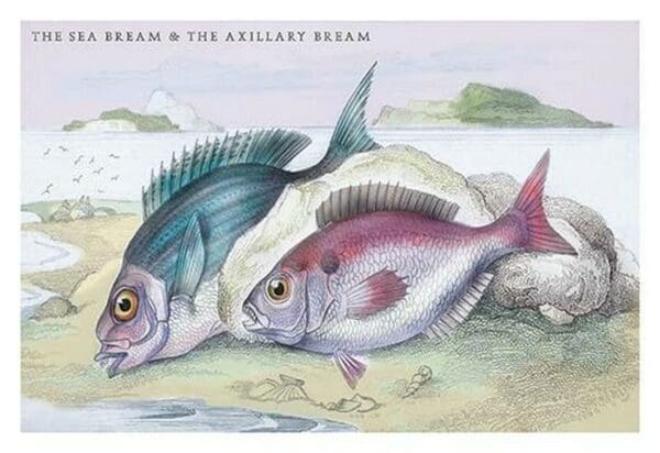 The Sea Bream and the Axillary Bream by Robert Hamilton - Art Print